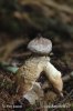 Arched Earthstar