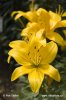 Asiatic Lily