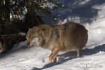 Canis lupus