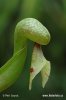 Cobra Lily - California Pitcher plant