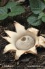 Collared Earthstar