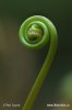 Giant Staghorn - Fork-Leafed Sundew