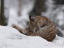 Lince boreal