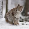 Lynx lynx