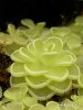 Pinguicula