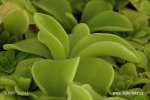 Pinguicula moranensis