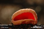 Scarlet Elfcup