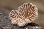 Schizophyllum commune