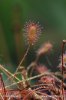 Sundew