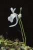 Utricularia sandersonii