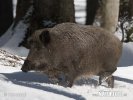 Wild Boar