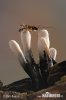 Xylaria longipes