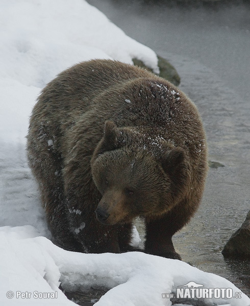 Ursus arctos