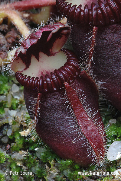 Fremme retort Beskrive West Australian Pitcher Plant Photos, West Australian Pitcher Plant Images,  Nature Wildlife Pictures | NaturePhoto