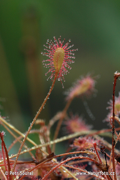 茅膏菜屬