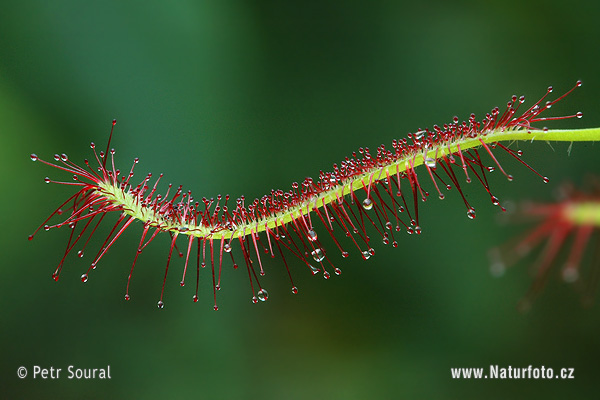 �دية رأس الرجاء