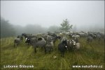 Beskids