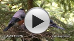 Bullfinch