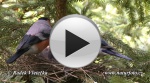 Bullfinch