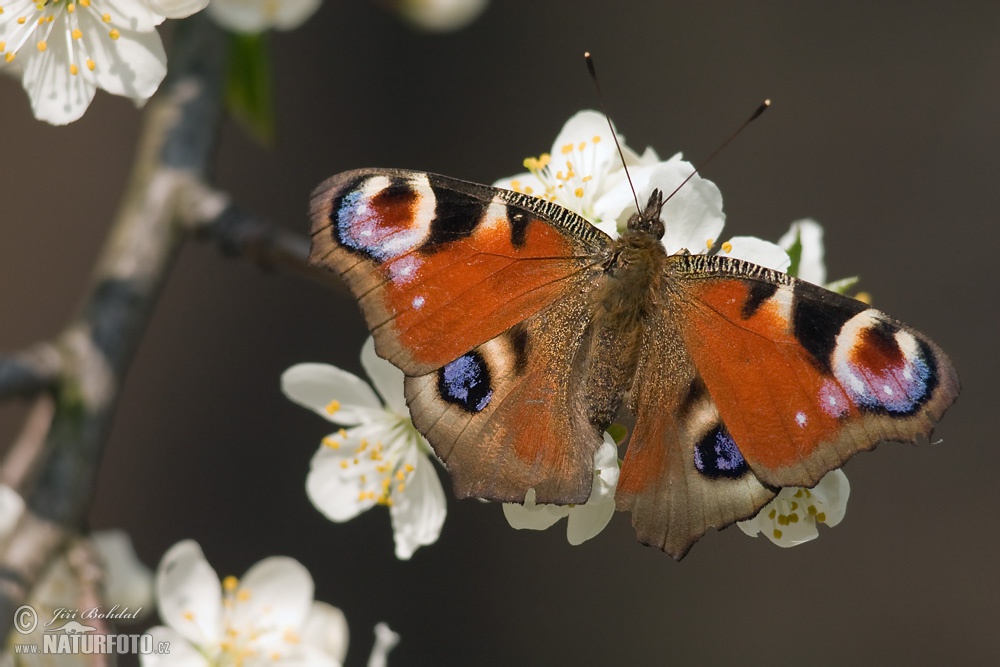 Insekter